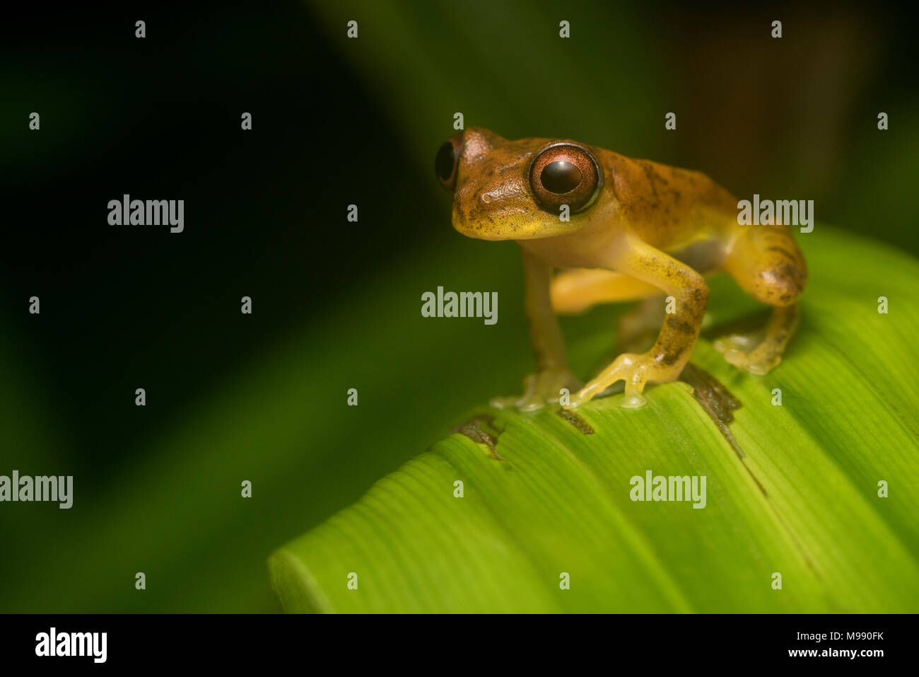 Un piccolo Dendropsophus minutus arrampicata su alcuni vegetazione fino in teh mountain cloud forest nel nord del Perù. Foto Stock