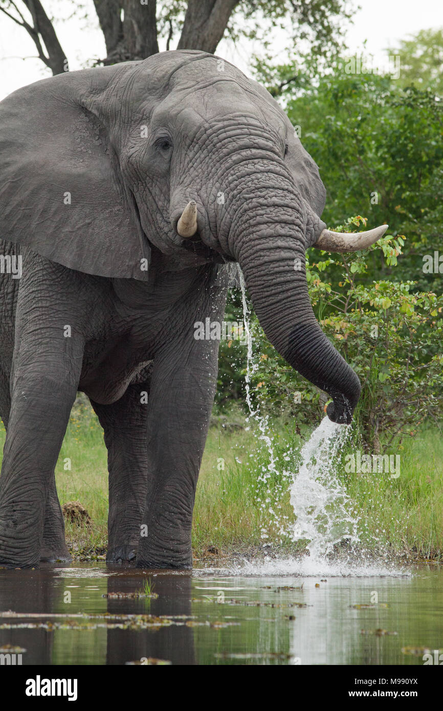Elefante africano (Loxodonta africana). Bere dal fiume tramite trunk. Chobe National Park. Okavango Delta. Il Botswana. L'Africa. Foto Stock