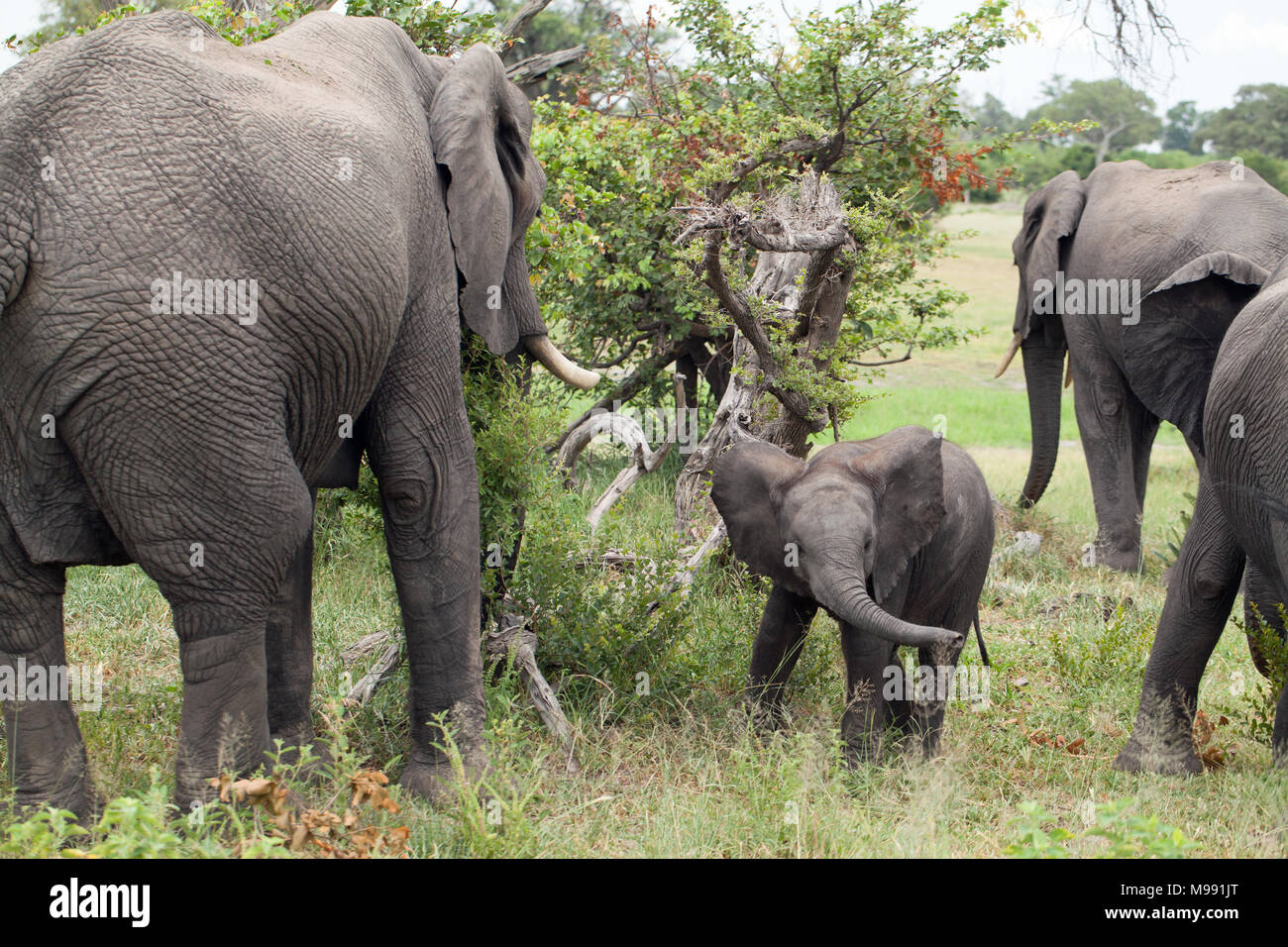 L'elefante africano (Loxodonta africana). Polpaccio o baby, cercando di individuare la propria madre tra diverse altre vacche sfoglia di alimentazione. Okavango Delta. Botsw Foto Stock