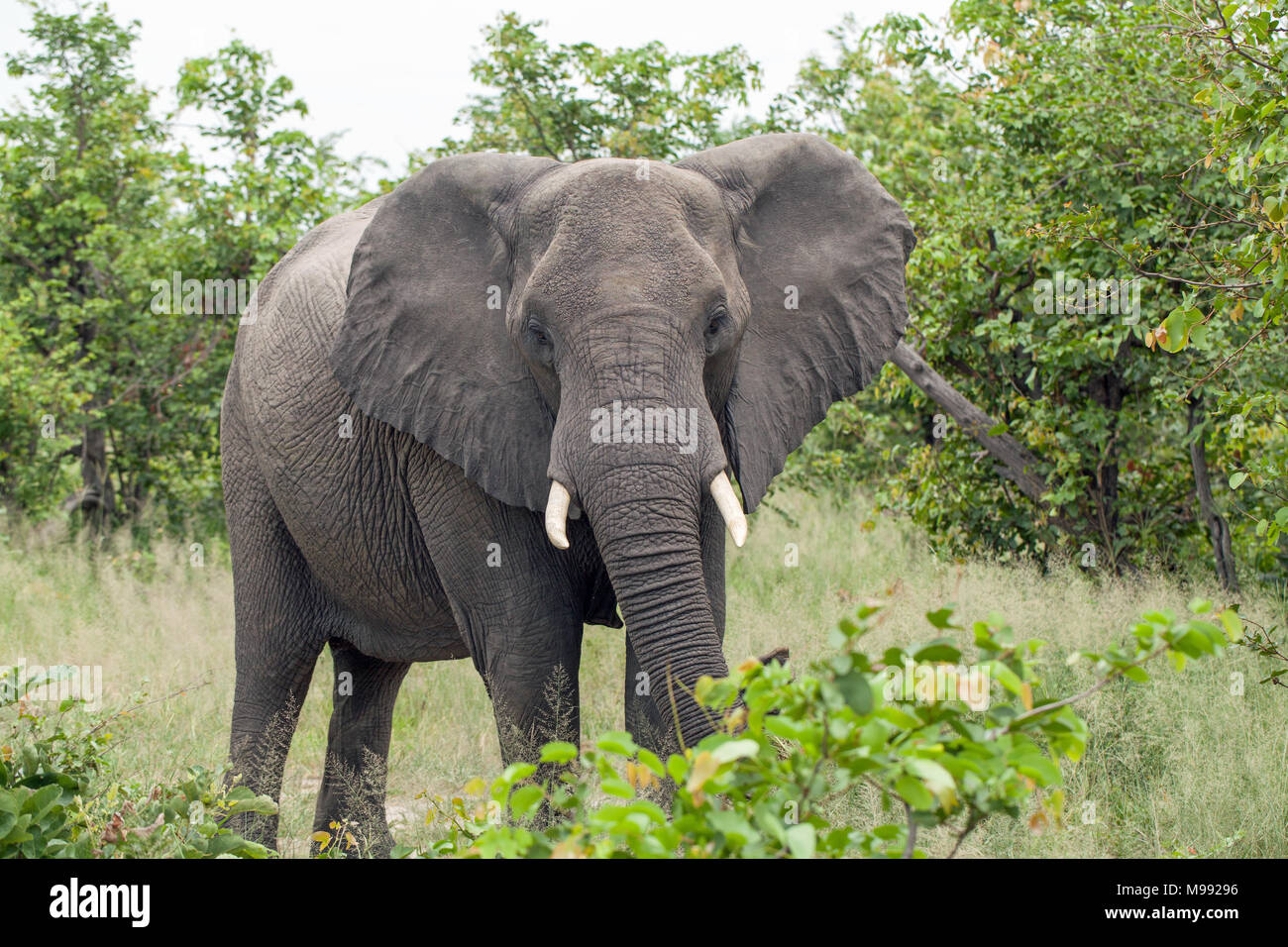 Elefante africano (Loxodonta africana). La raccolta di verde fogliame degli alberi per mangiare con trunk. Chobe National Park. Okavango Delta. Il Botswana. L'Africa. Foto Stock