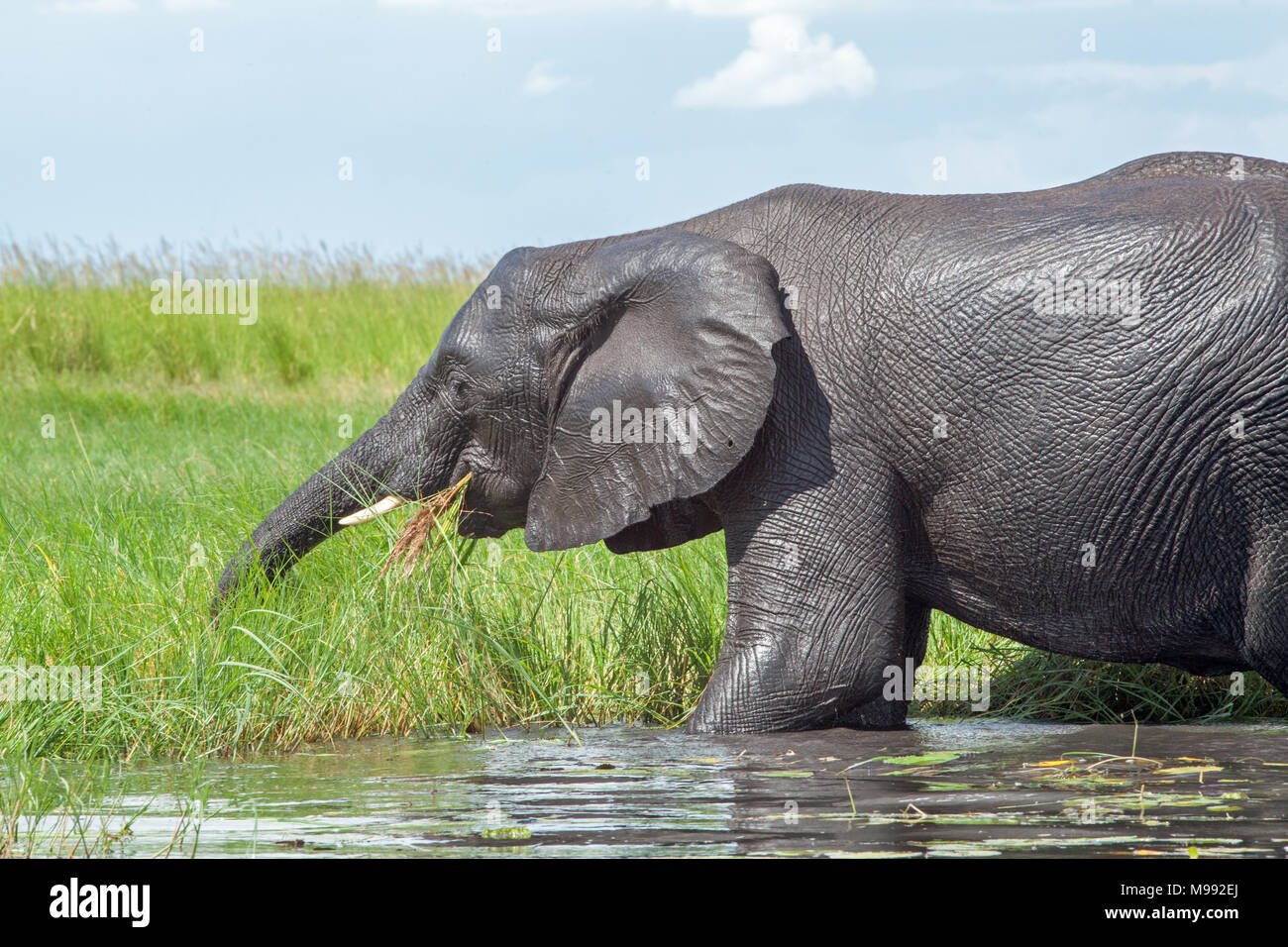 Elefante africano (Loxodonta africana). La raccolta di acqua verde vegetazione di bordo per mangiare con trunk. Chobe National Park. Okavango Delta. Il Botswana. Africa Foto Stock