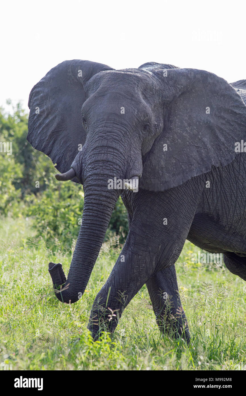 Elefante africano (Loxodonta africana). Avendo recentemente emerso da una totale immersione in acqua fangosa, lasciando il fiume. Il Botswana. L'Africa. Foto Stock