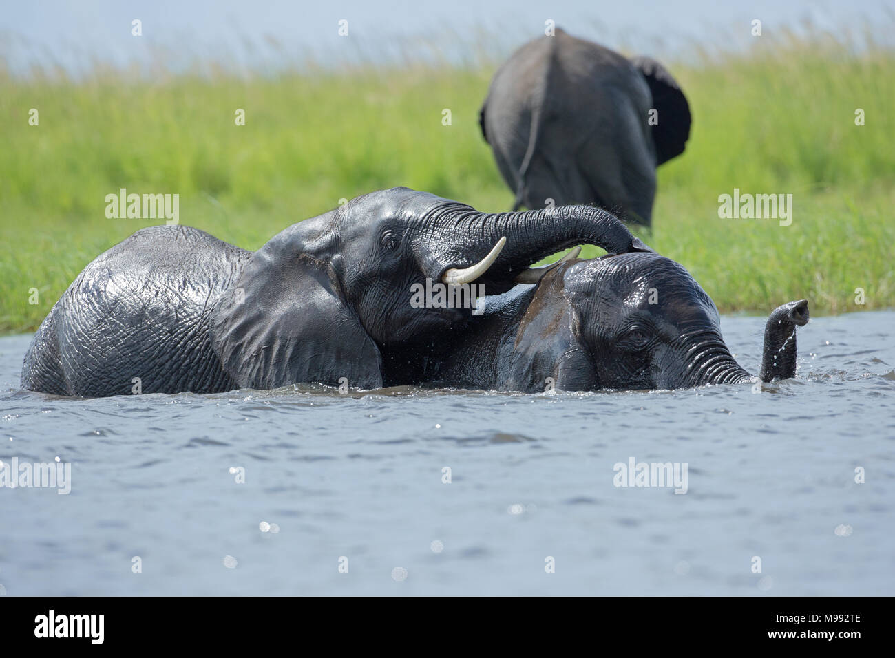 L'elefante africano (Loxodonta africana). Sub-coppia adulta che compongono l'uno all'altro metà immerso in acqua di fiume. Okavango Delta. Il Botswana. Gennaio. Foto Stock