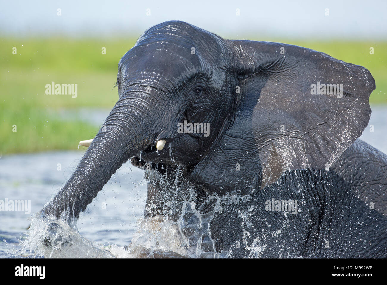 Elefante africano (Loxodonta africanus), balneazione, immerso in acqua di fiume, with​ vigore e molto di schizzi. Okavango Delta. Il Botswana.​ Foto Stock