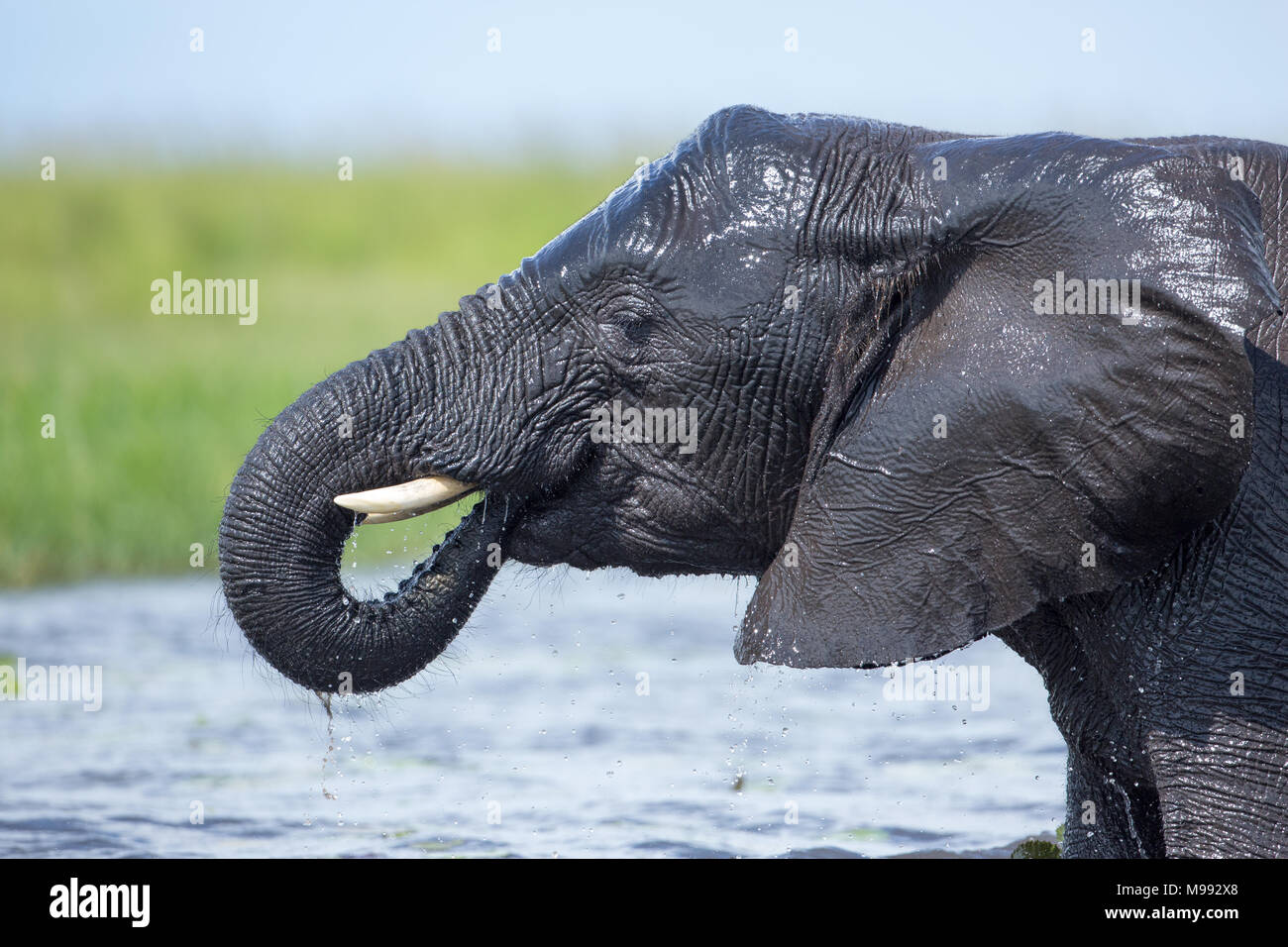 Elefante africano (Loxodonta africana). Il raffreddamento in acqua di fiume. Usa la linea di sollevamento acqua potabile alla bocca. Orecchio sbattimenti. La termoregolazione. La pelle bagnata. Foto Stock