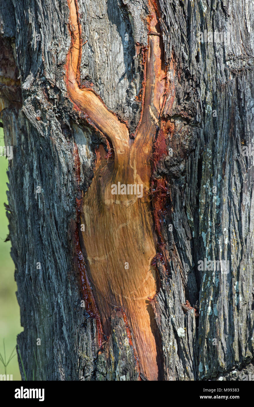 Elefante africano (Loxodonta africana). I danni causati da un animale usando zanne di corteccia superficie su un albero in crescita alla ricerca di alternative di origine alimentare e nutrienti. Foto Stock