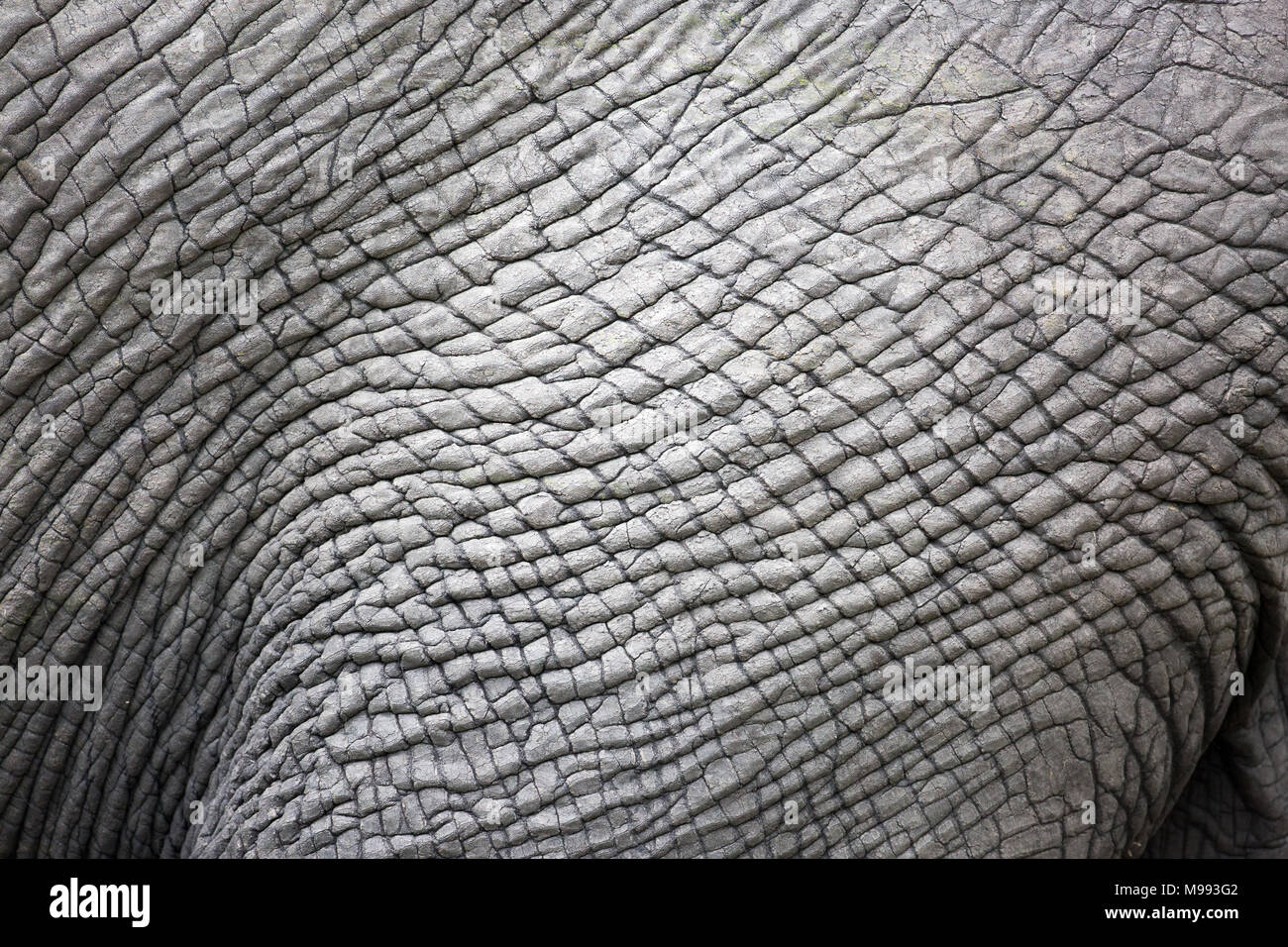 Elefante africano (Loxodonta africana). La sezione del fianco laterale o di nascondere la pelle. Incrociando le linee di stress indicativi di flessibilità consentendo il movimento. Foto Stock