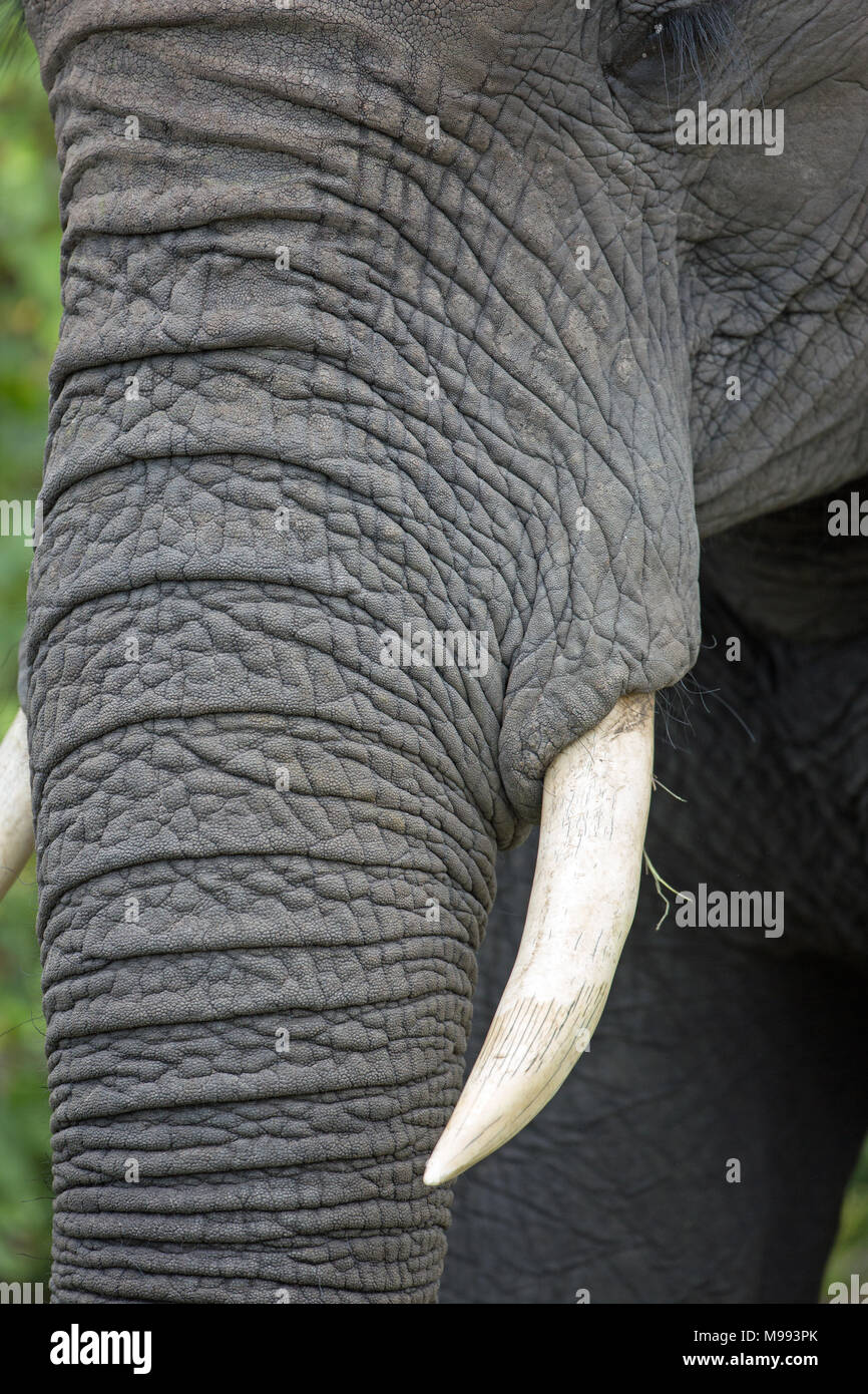 Arrican Elephant (Loxodonta africanus), in prossimità della parte alta del tronco con zanne d'Avorio sporgenti da sotto la mascella superiore. Foto Stock