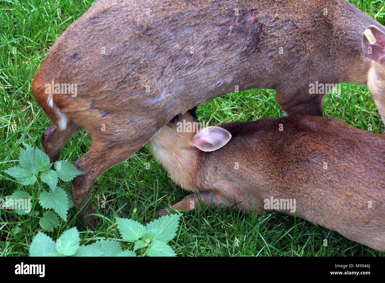 Muntac cervi o Reeves muntjac, sono comuni in Inghilterra in seguito fuoriesce da Woburn e altri parchi. Esse sono originariamente da Asia del Sud Foto Stock