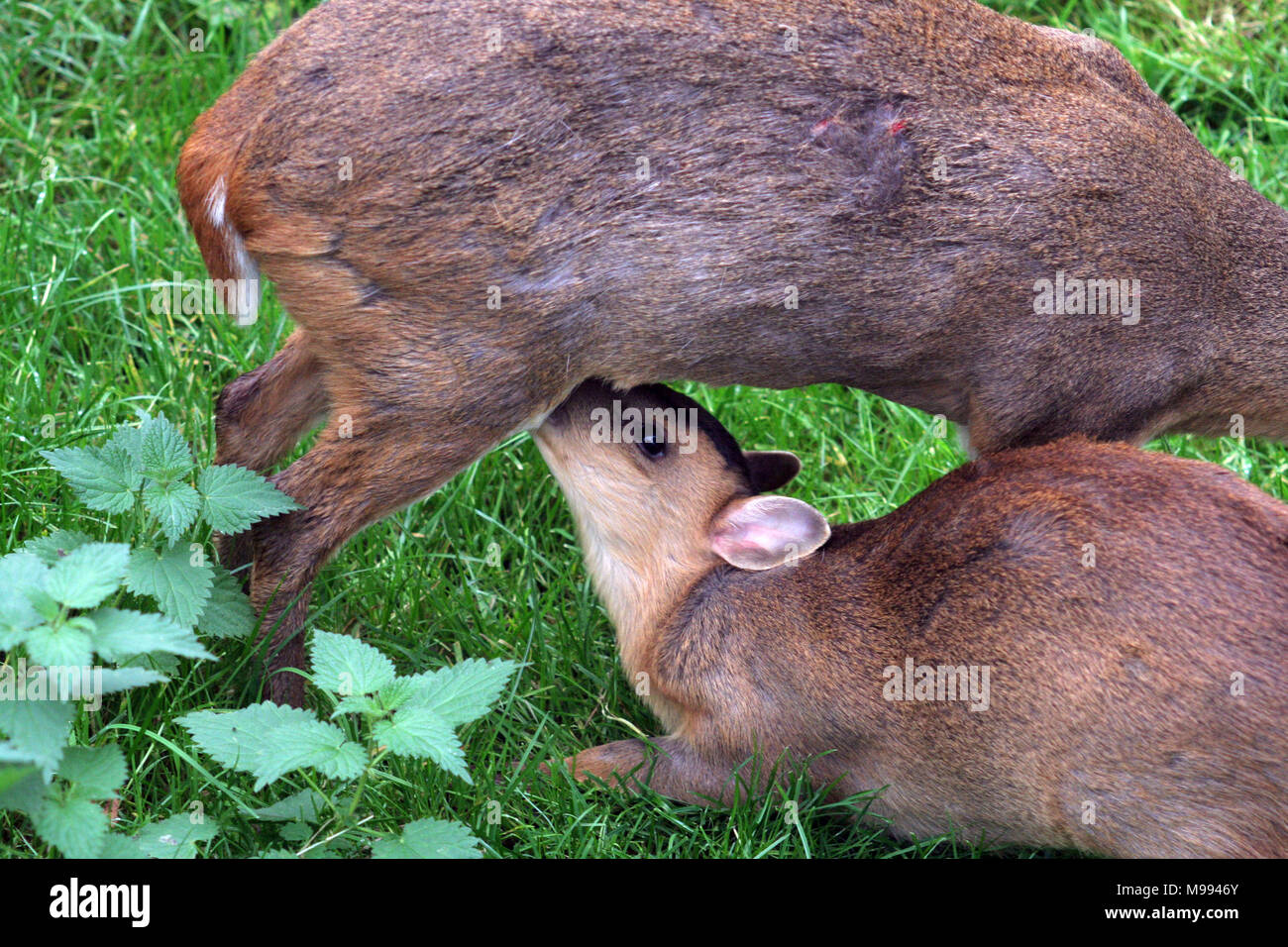 Muntac cervi o Reeves muntjac, sono comuni in Inghilterra in seguito fuoriesce da Woburn e altri parchi. Esse sono originariamente da Asia del Sud Foto Stock