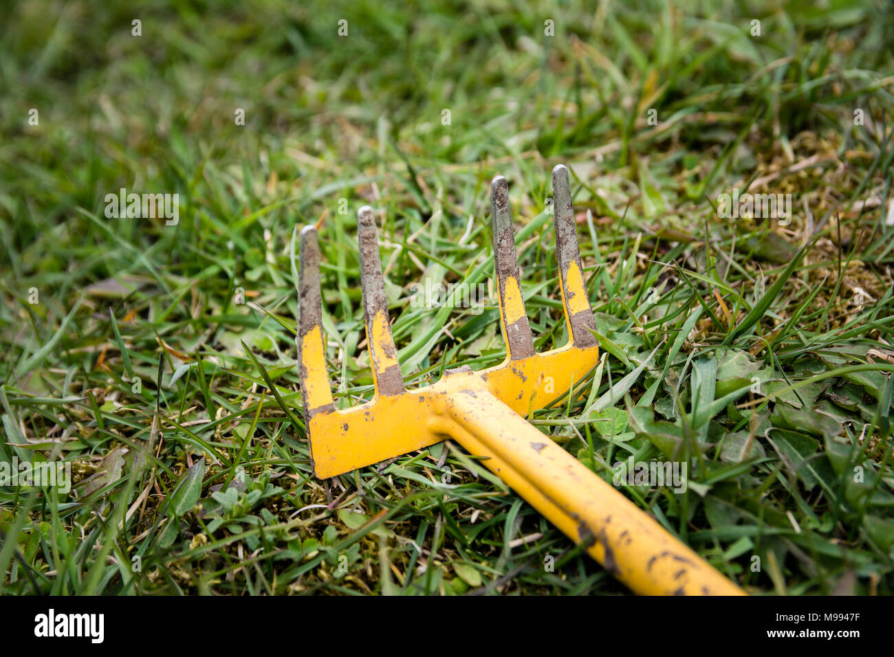 Sarchiatura vecchio utensile o il rastrello con ramo mancante che giace abbandonata in erba verde. Foto Stock