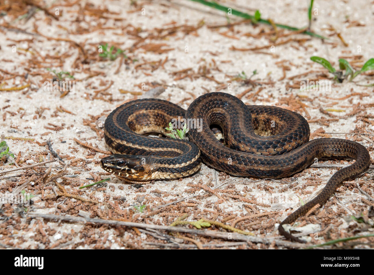 Golfo Salt Marsh Snake (Nerodia clarkii) Foto Stock