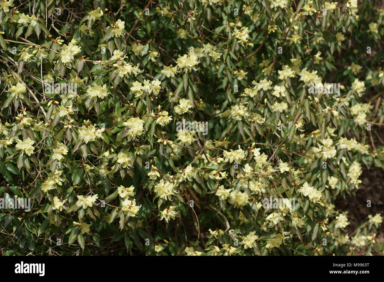 Fiori di rododendro lutescens a Clyne giardini, Swansea, Wales, Regno Unito. Foto Stock