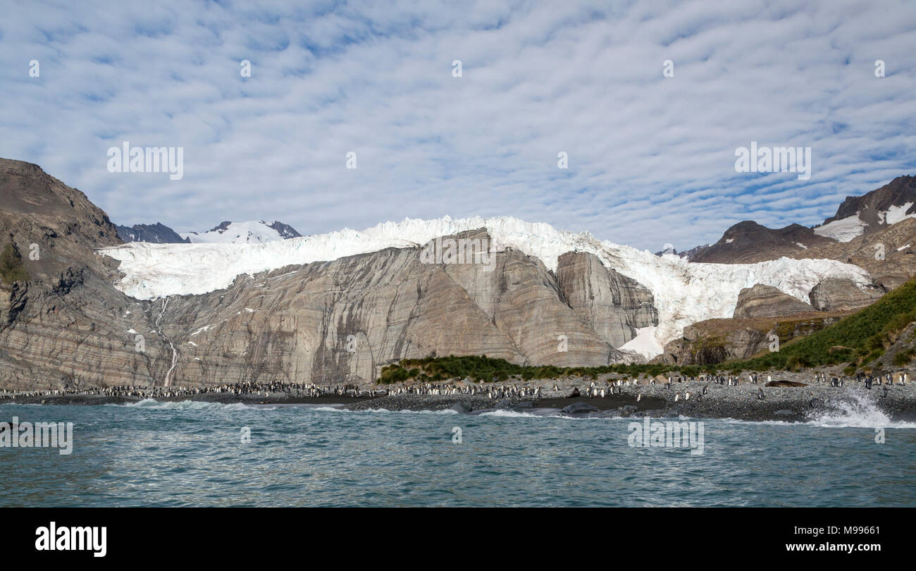 Vista del porto di oro, Georgia del Sud., mostrando il Glacier e king penguin rookery Foto Stock