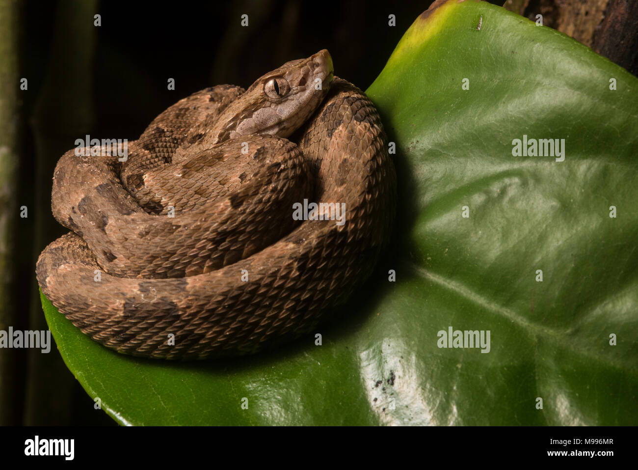 Il comune (lancehead Bothrops atrox) è il più pericoloso snake in Sud America. È comune e ha una potente veleno e incontri sono frequenti. Foto Stock
