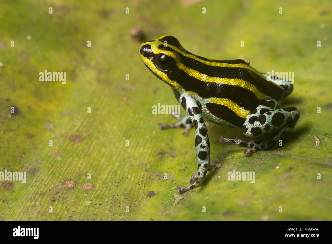 La Sira veleno (rana Ranitomeya sirensis) utilizzato per essere conosciuta come una varietà di specie; R. sirensis, biolat, lamasi. Ora sono tutte raggruppate insieme! Foto Stock