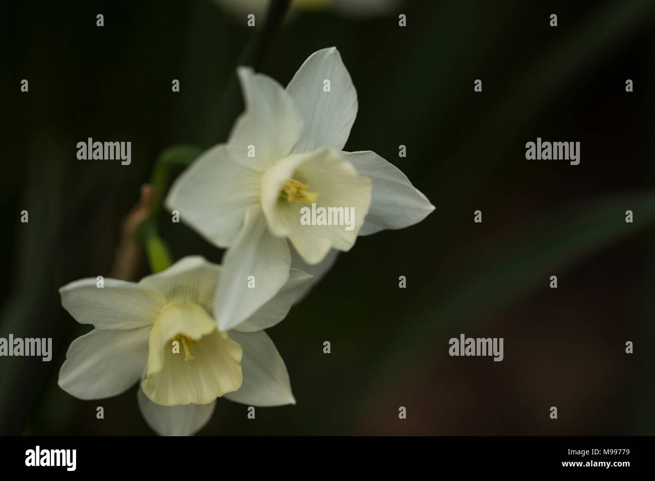 White daffodil (Narcissus) che fiorisce in primavera. Foto Stock