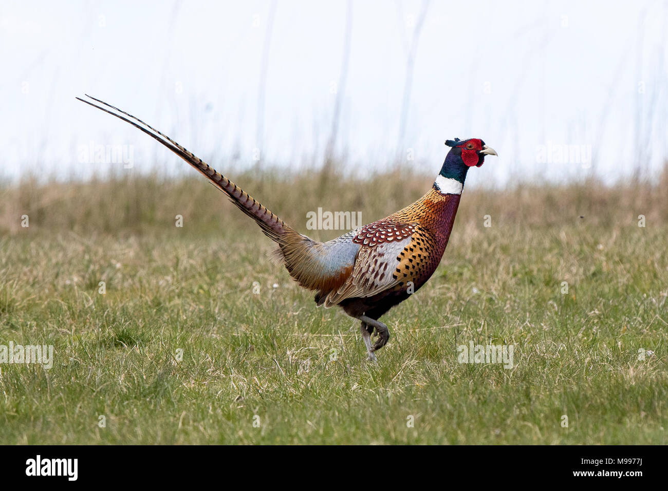 Fagiano, anello colli, fagiano Phasianus colchicus, maschio. Foto Stock