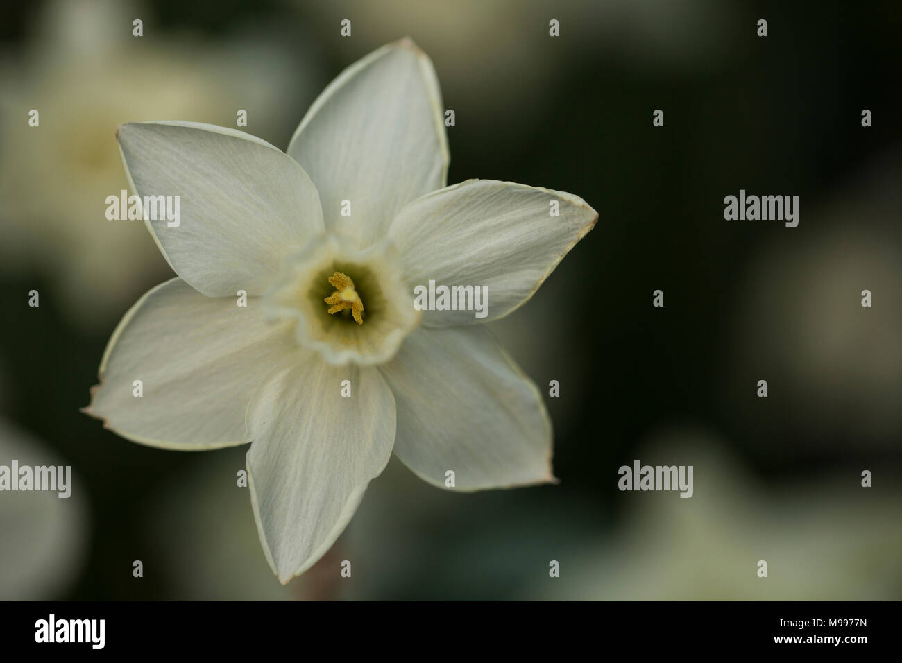 White daffodil (Narcissus) che fiorisce in primavera. Foto Stock