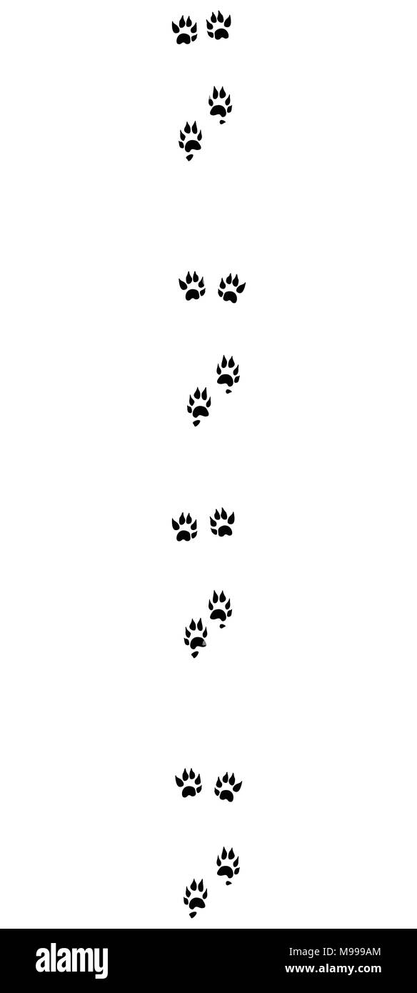 Polecat tracce. Footprint tipica con lunghi artigli - isolato icona nera illustrazione vettoriale su sfondo bianco. Foto Stock