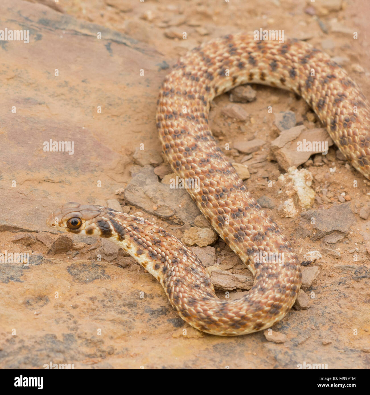 Moila serpente o Falso cobra (Rhageris moilensis) nel deserto del Marocco in Nord Africa. Foto Stock