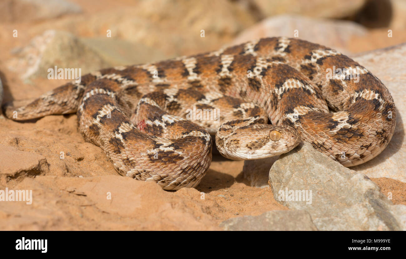 Bianco tappeto panciuto Viper o Nord Africa Saw-Scaled Viper, (Echis leucogaster) nel deserto del Marocco in Nord Africa. Foto Stock