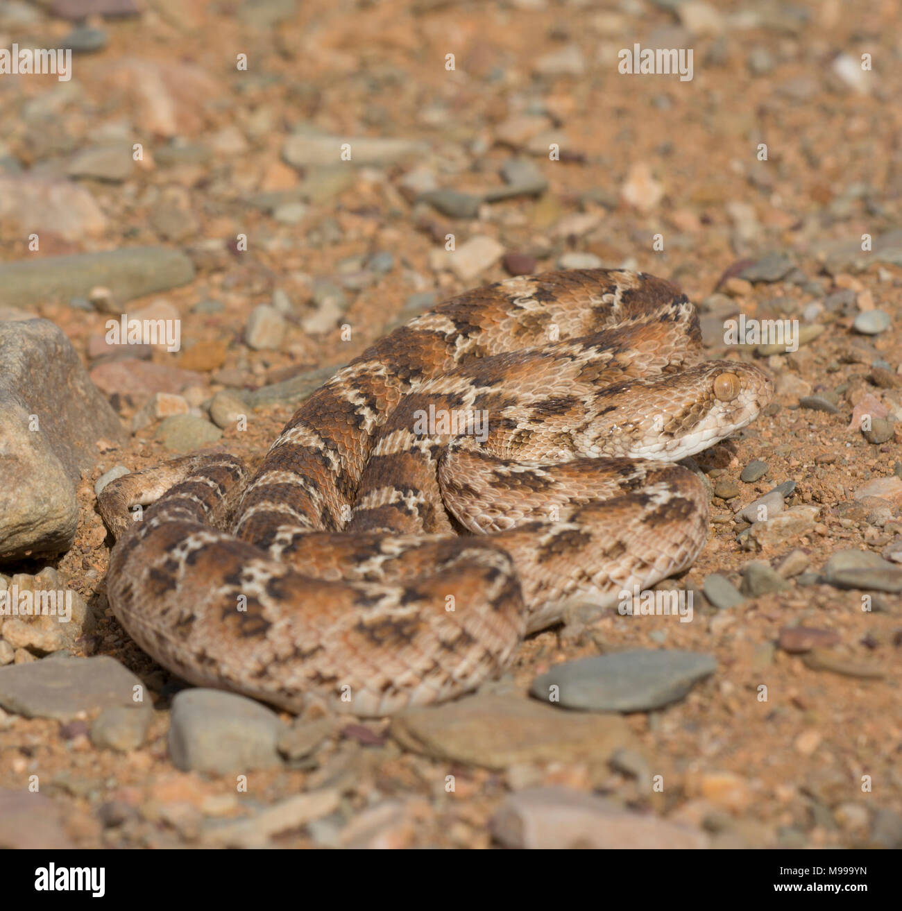 Bianco tappeto panciuto Viper o Nord Africa Saw-Scaled Viper, (Echis leucogaster) nel deserto del Marocco in Nord Africa. Foto Stock