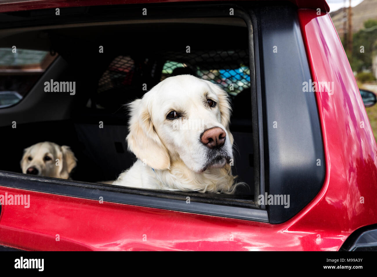 Color platino Golden Retriever cani nel retro di un SUV carrello. Foto Stock