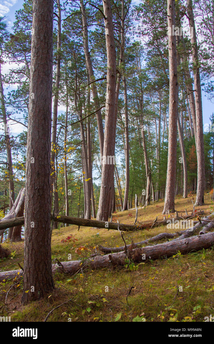 Rosso di alberi di pino a predicatori Grove, Itasca State Park, Mississippi riverheadwaters Foto Stock