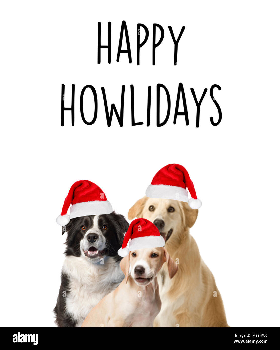 Felice howlidays (con diversi cani) Foto Stock