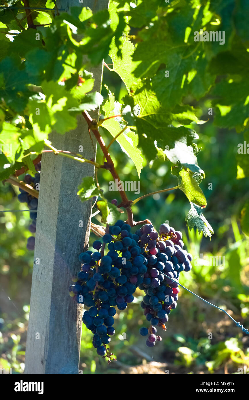 Le uve in vigna di Bordeaux, Francia Foto Stock