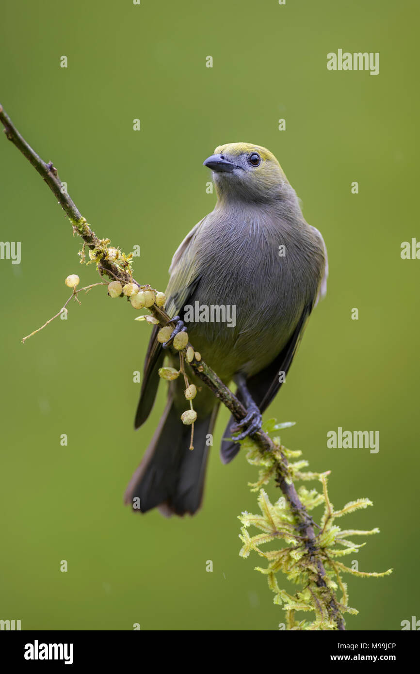 Palm Tanager - Thraupis palmarum, bella grigio tanger da Costa Rica foresta. Foto Stock