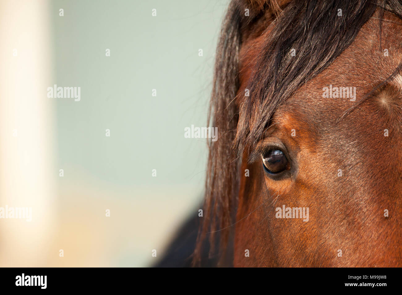 La testa di un marrone giovane cavallo, close up Foto Stock