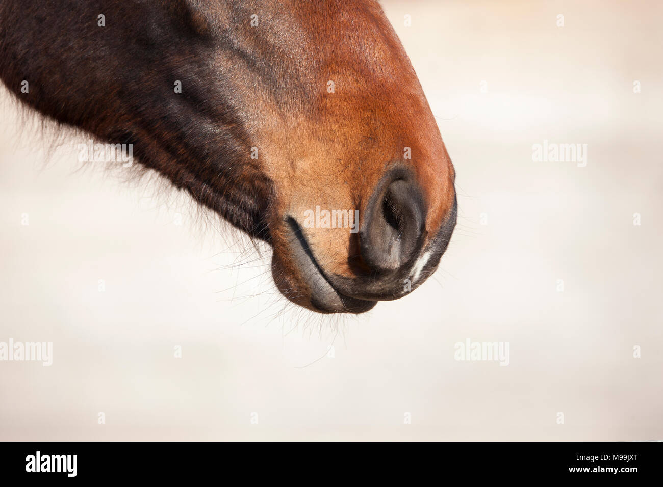 La testa di un marrone giovane cavallo, naso e bocca e naso Foto Stock