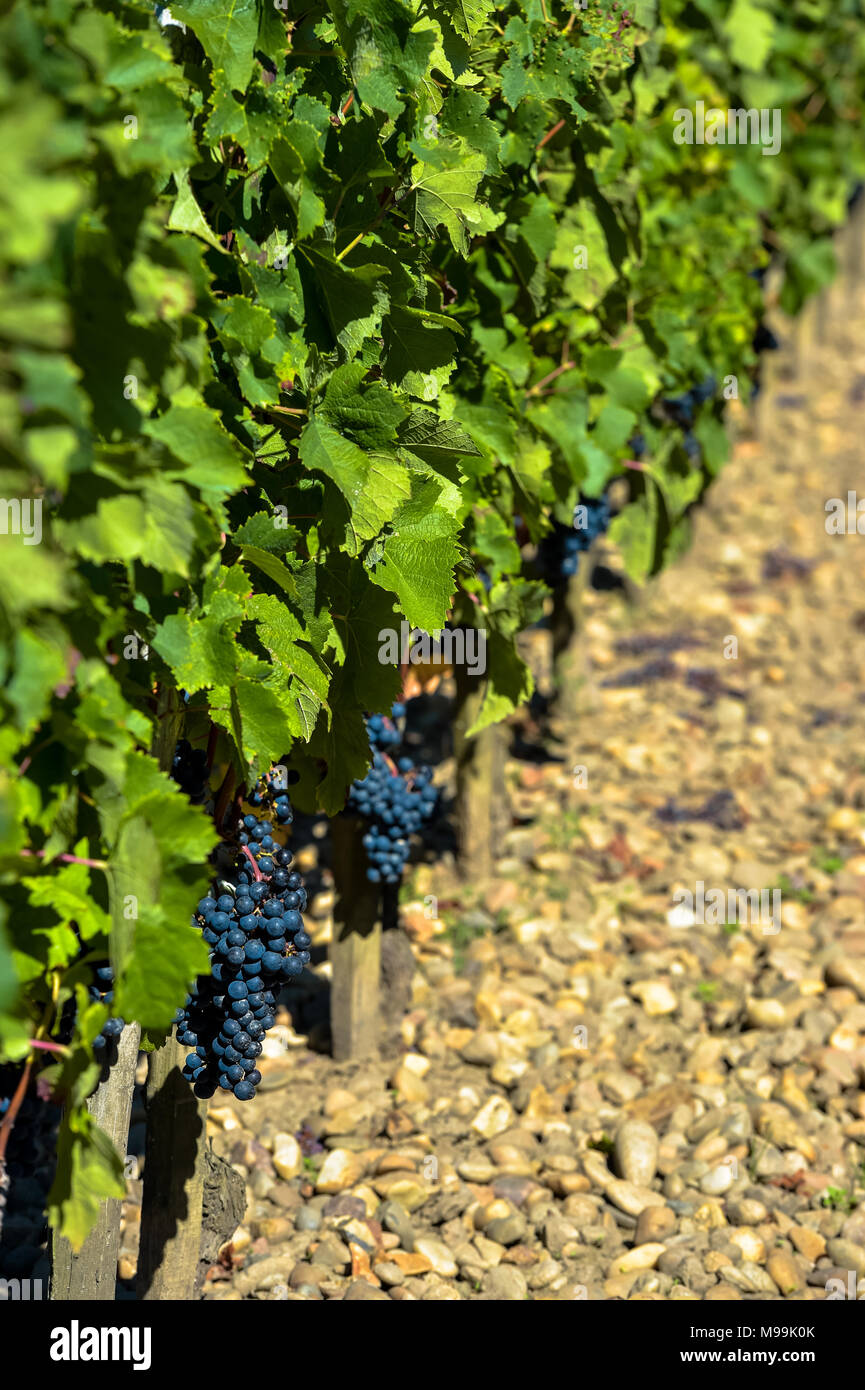 Le uve in vigna di Bordeaux, Francia Foto Stock