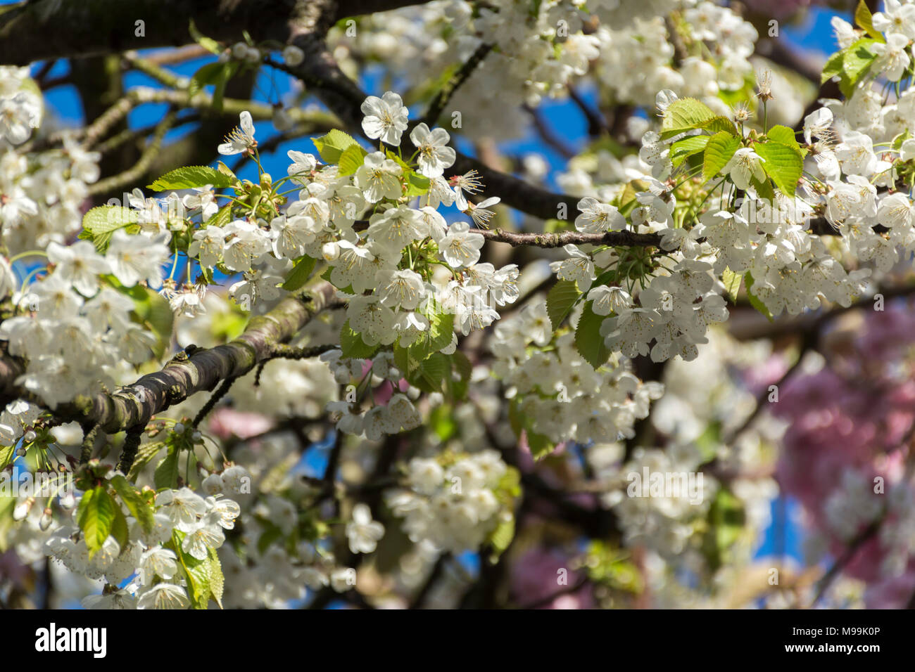 La bellezza della stagione primavera Foto Stock