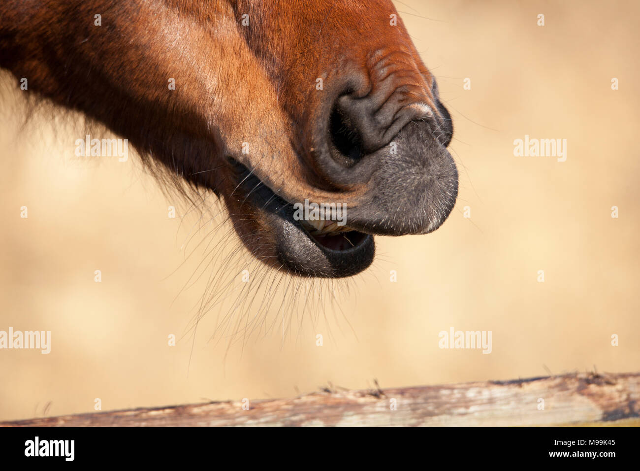 La testa di un marrone giovane cavallo, naso e bocca e naso Foto Stock