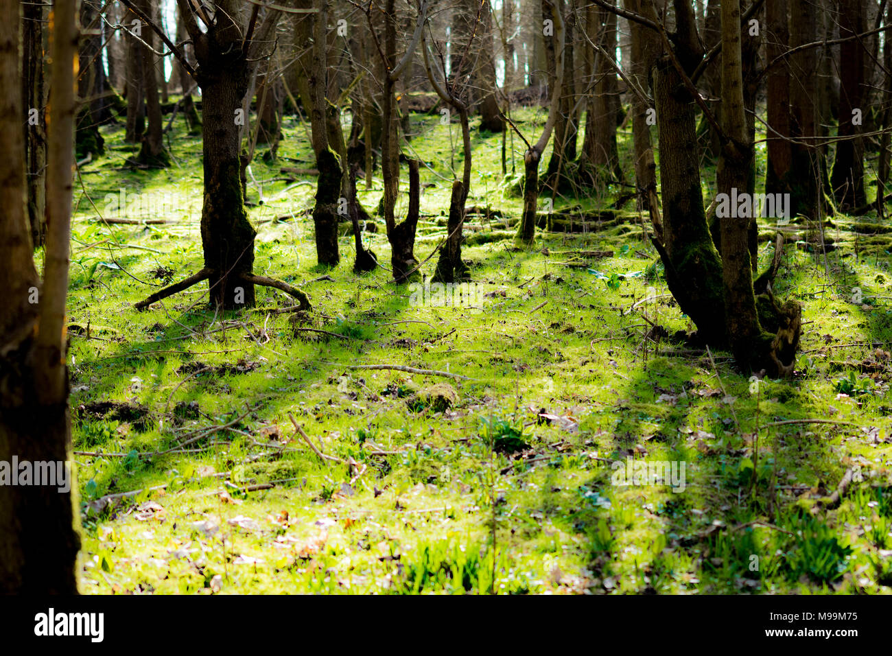 boschi di primavera Foto Stock