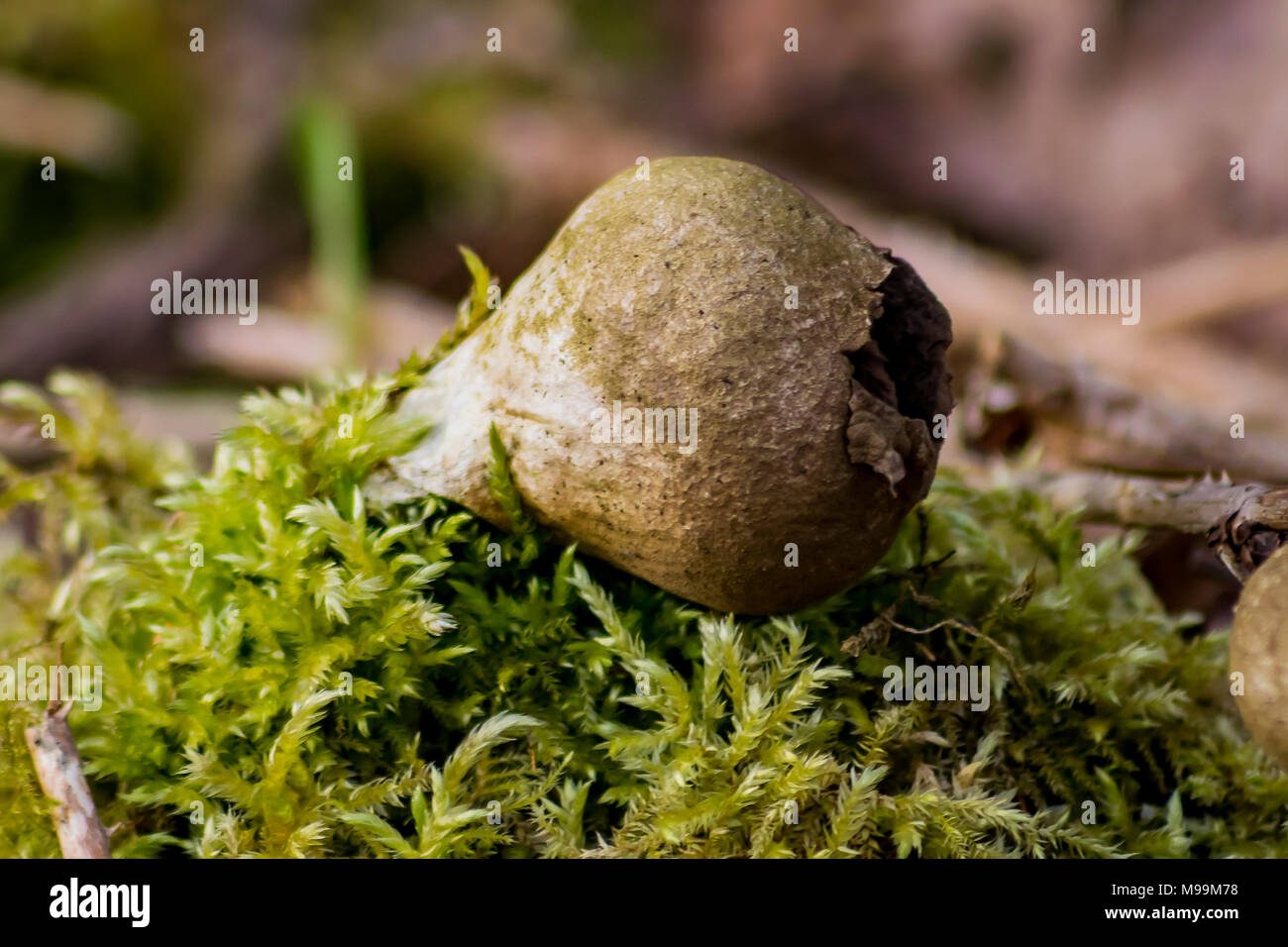 Il moncone Puffball Foto Stock