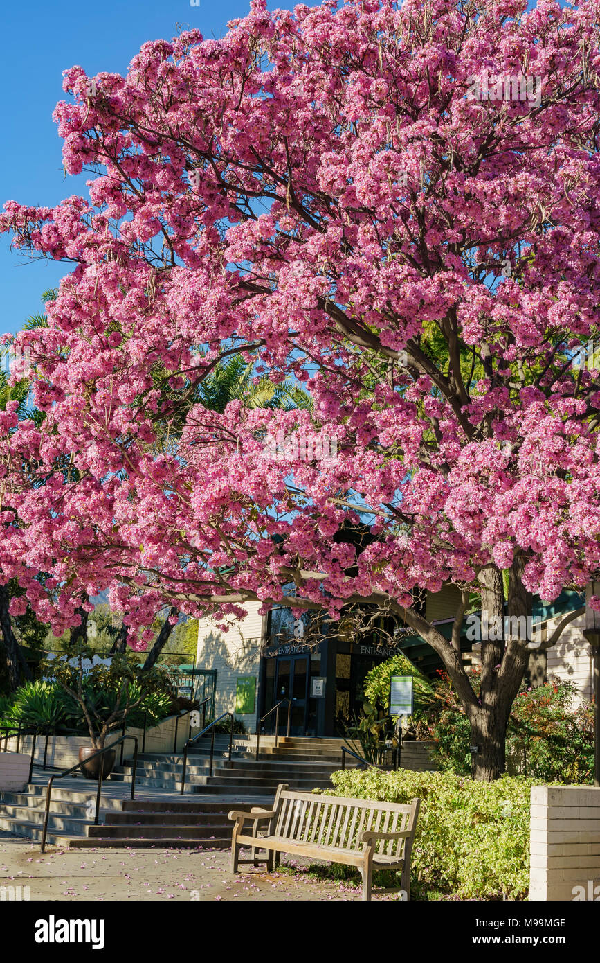 Super fiore di Handroanthus impetiginosus, foto ha preso a Los Angeles Foto Stock