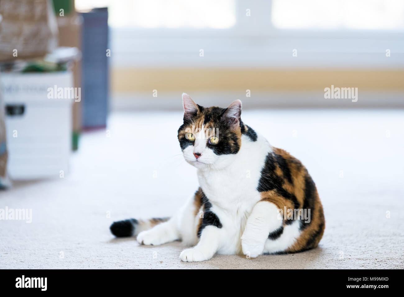 Femmina faccia gatta calico seduto sdraiato comodo sulla moquette in camera home all'interno di casa, gli occhi gialli Foto Stock