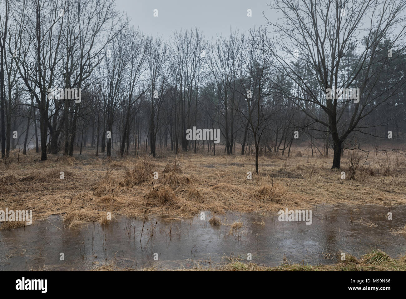 Campo inondato con erba alta appiattito da acqua e alberi in background Foto Stock