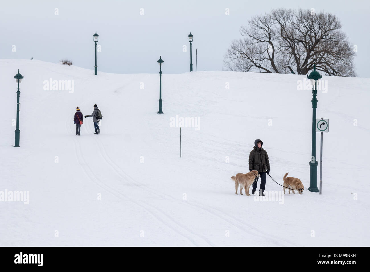 QUEBEC, Canada - 26 dicembre 2016: uomo a camminare un cane nelle pianure di Abramo (Plaines D'Abramo) sotto la neve durante l'inverno canadese. Pict Foto Stock