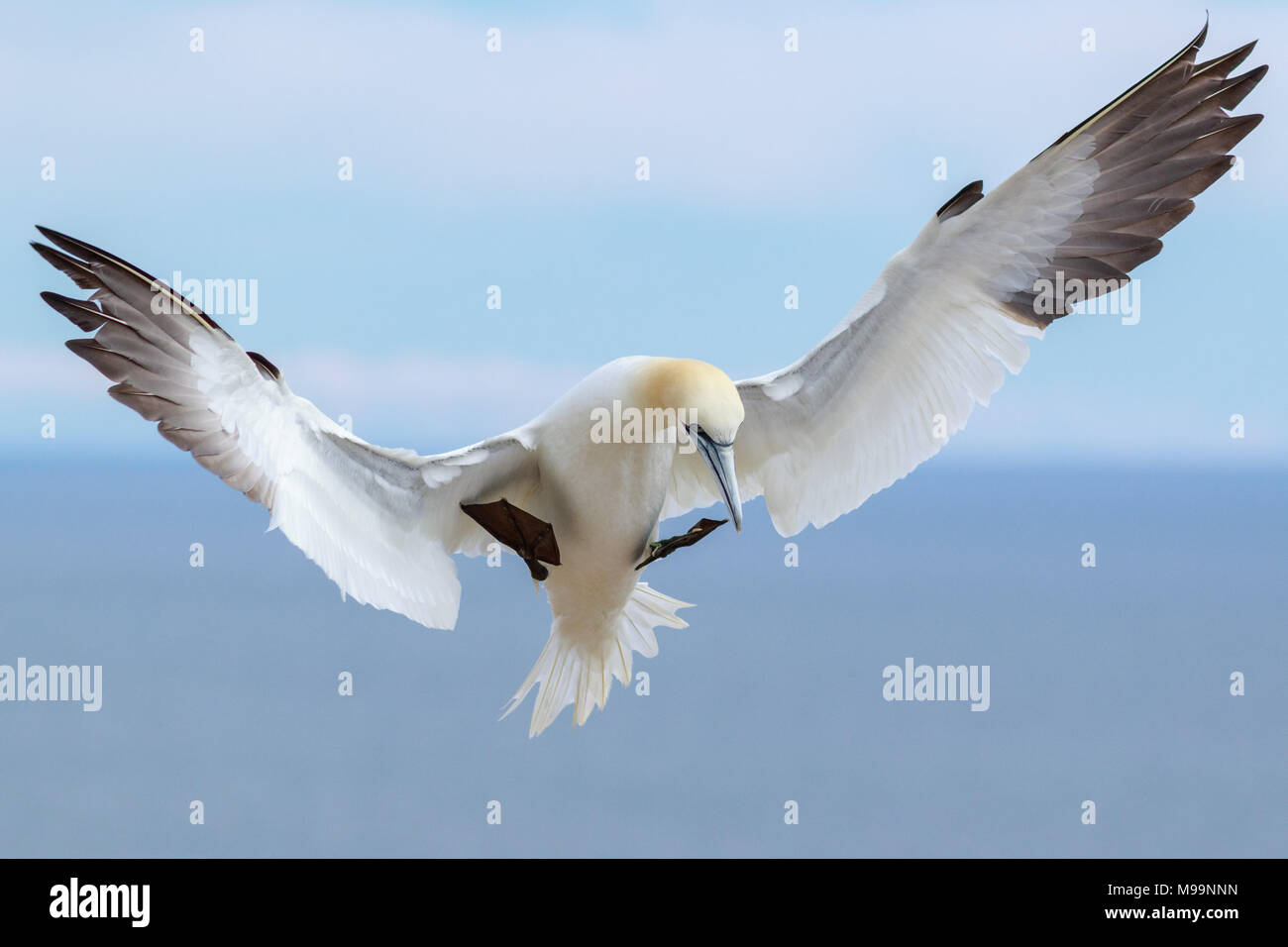Northern gannet lembi ali prima di atterrare con l'oceano sullo sfondo, Bonaventura Isola, Quebec, Canada Foto Stock