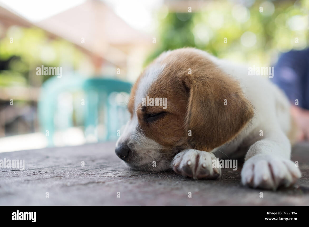 Ritratto di piccolo grazioso cucciolo di cane dormire perché egli è stanco Foto Stock