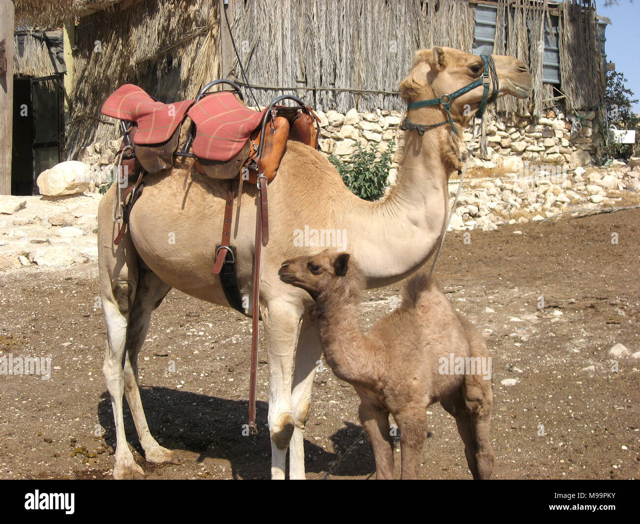Baby cammello con mom in Terra Santa Foto Stock