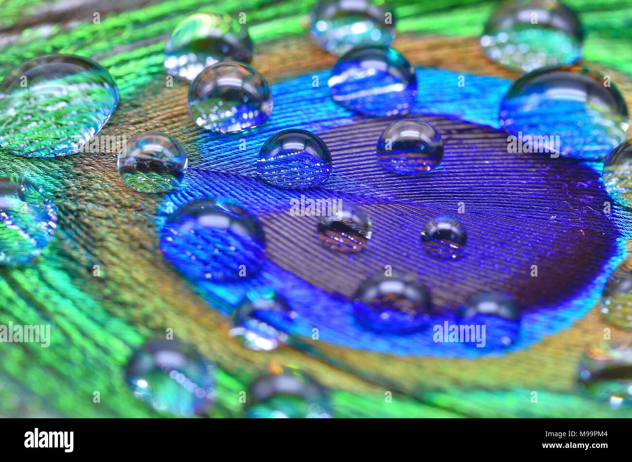 Peacock feather con gocce d'acqua vicino fino Foto Stock