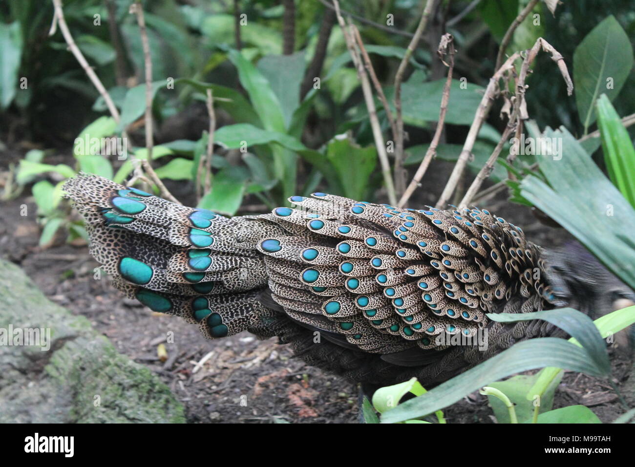 Blue Bird in Singapore Zoo sfondo animale Foto Stock