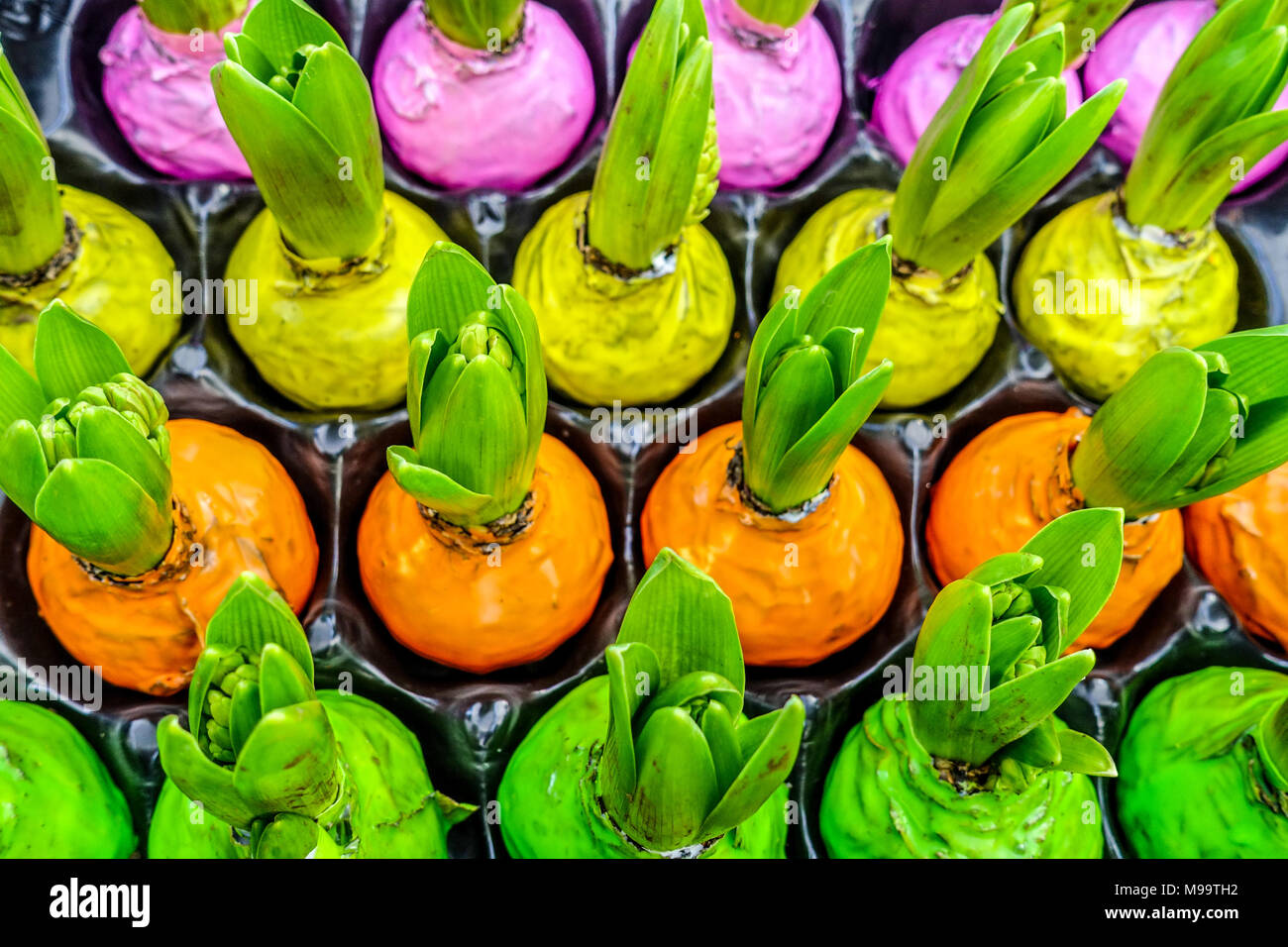 La molla Bulbi di giacinto in vendita avvolto in cera colorata, germogliando, pianta bulbosa Foto Stock