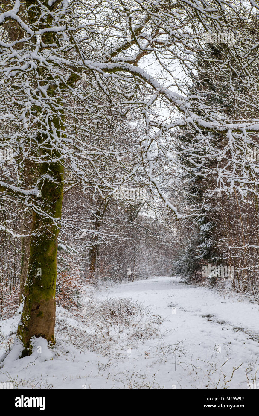 Percorso attraverso una coperta di neve New Forest National Park, Hampshire, Inghilterra Foto Stock